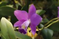 Bild von der Orchideenausstellung in Nrnberg