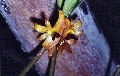 Eria pseudoleiophylla