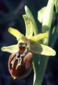 Ophrys archipelagii Bild 1