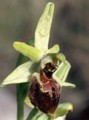 Ophrys archipelagii Bild 2