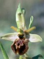Ophrys archipelagii Bild 3