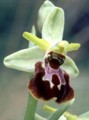 Ophrys archipelagii Bild 4