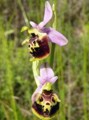 Ophrys dinarica Bild 1