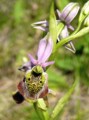 Ophrys dinarica Bild 2