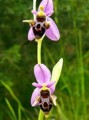 Ophrys oestrifera Bild 1