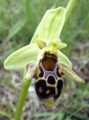 Ophrys oestrifera Bild 2