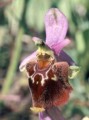 Ophrys pharia Bild 1