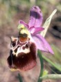 Ophrys pharia Bild 2