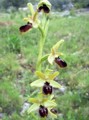 Ophrys tommasinii Bild 1