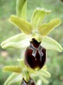 Ophrys tommasinii Bild 2