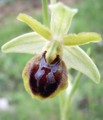 Ophrys tommasinii Bild 3