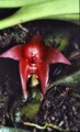 Bulbophyllum vinaceum