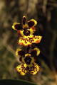 Oncidium variegatum Hybride