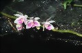 Phalaenopsis modesta